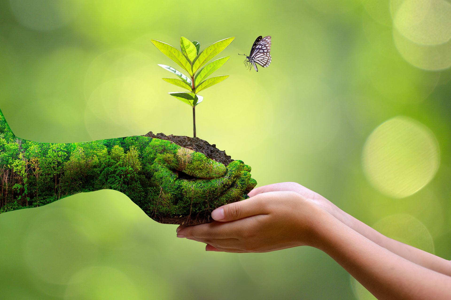 Tree Fertility Consultations