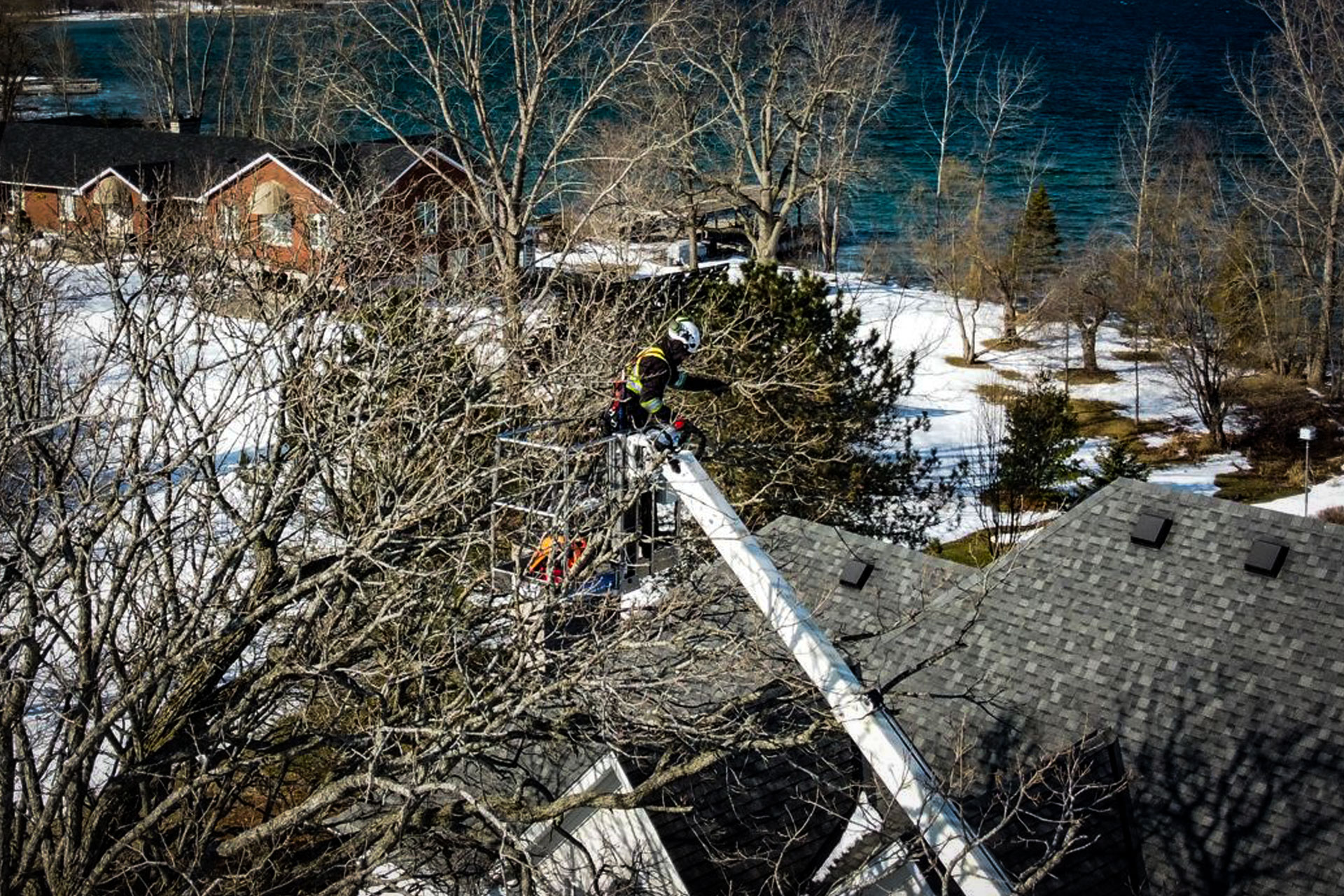 Tree Pruning: Thinning & Canopy Reduction